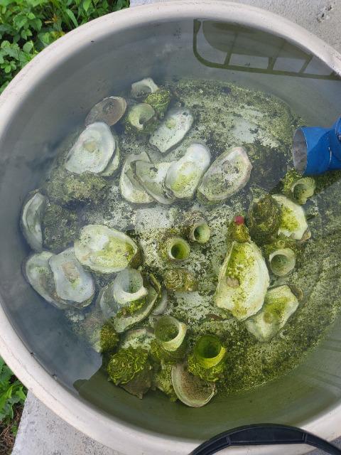 ろ過用牡蠣殻 < ペット/手芸/園芸 ろ過用牡蠣殻 < ペット/手芸/園芸の