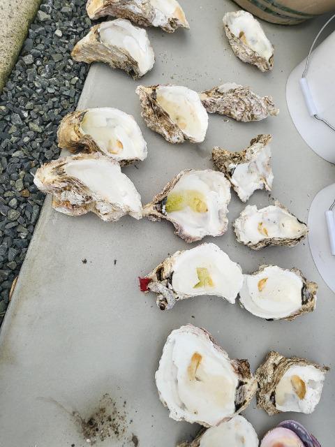 ろ過用牡蠣殻 < ペット/手芸/園芸 ろ過用牡蠣殻 < ペット/手芸/園芸の