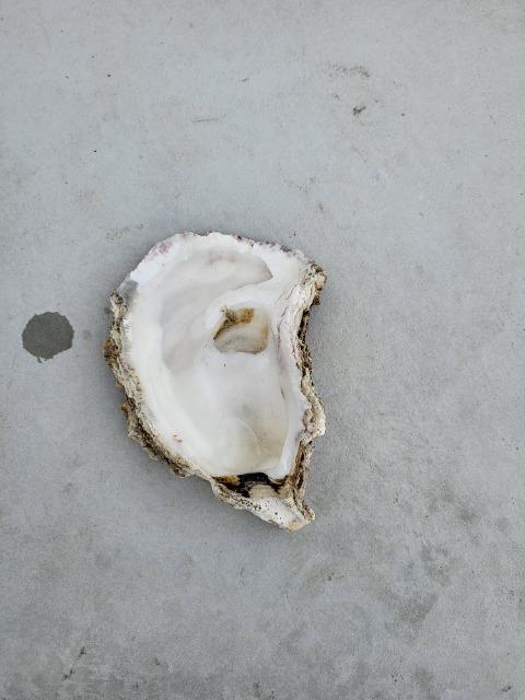 ろ過用牡蠣殻 < ペット/手芸/園芸 ろ過用牡蠣殻 < ペット/手芸/園芸の