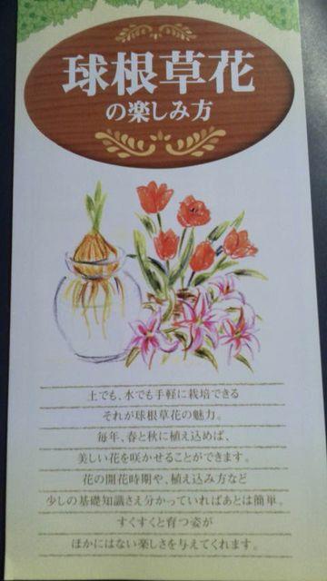 ガーデニング、球根草花の楽しみ方冊子 < ペット/手芸/園芸 ガーデニング、球根草花の楽しみ方冊子 < ペット/手芸/園芸の