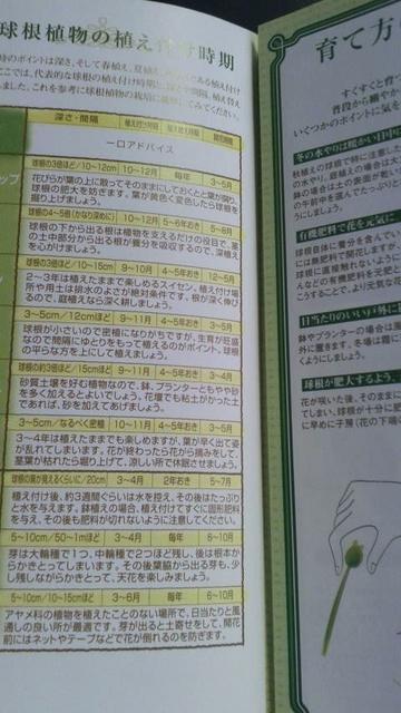ガーデニング、球根草花の楽しみ方冊子 < ペット/手芸/園芸 ガーデニング、球根草花の楽しみ方冊子 < ペット/手芸/園芸の