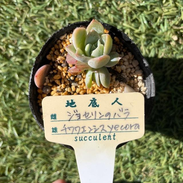 WZ̃o~`GVXyecora c nl  WZo   ybg/|/| 