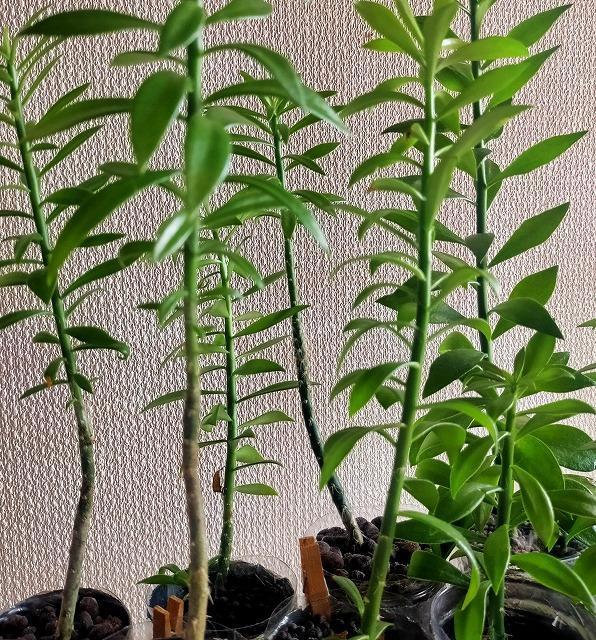 ◆キリンウチワ 団扇サボテン 多肉植物 カット苗 10〜15cm 10本 無農薬 < ペット/手芸/園芸  ◆キリンウチワ 団扇サボテン 多肉植物 カット苗 10〜15cm 10本 無農薬 < ペット/手芸/園芸の
