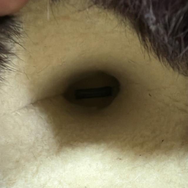 �T�����@�g�[���t�F���K��  �n�[�t�u�[�c �� �u�����h�� 