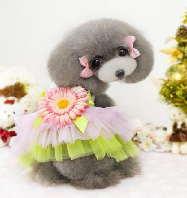 コサージュ付き ワンピースドレス L★新品 〜5kg位 < ペット/手芸/園芸  コサージュ付き ワンピースドレス L★新品 〜5kg位  < ペット/手芸/園芸の