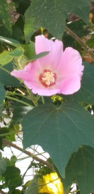 �}�{�̎� �� �y�b�g/��|/���|�� 