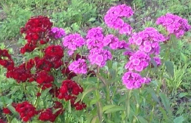 有機栽培、21種の花と野菜の種、お試しセット、粗品付きです!安心匿名の全国送料無料です! < ペット/手芸/園芸  有機栽培、21種の花と野菜の種、お試しセット、粗品付きです!安心匿名の全国送料無料です! < ペット/手芸/園芸の