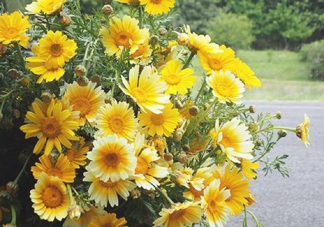 有機栽培、21種の花と野菜の種、お試しセット、粗品付きです!安心匿名の全国送料無料です! < ペット/手芸/園芸  有機栽培、21種の花と野菜の種、お試しセット、粗品付きです!安心匿名の全国送料無料です! < ペット/手芸/園芸の