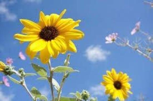 有機栽培、21種の花と野菜の種、お試しセット、粗品付きです!安心匿名の全国送料無料です! < ペット/手芸/園芸  有機栽培、21種の花と野菜の種、お試しセット、粗品付きです!安心匿名の全国送料無料です! < ペット/手芸/園芸の