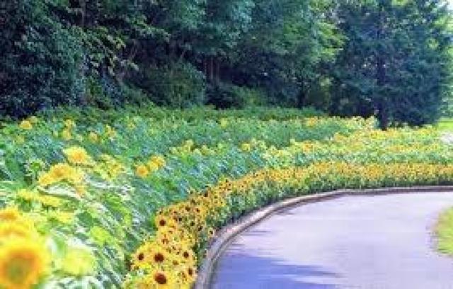 有機栽培、21種の花と野菜の種、お試しセット、粗品付きです!安心匿名の全国送料無料です! < ペット/手芸/園芸  有機栽培、21種の花と野菜の種、お試しセット、粗品付きです!安心匿名の全国送料無料です! < ペット/手芸/園芸の