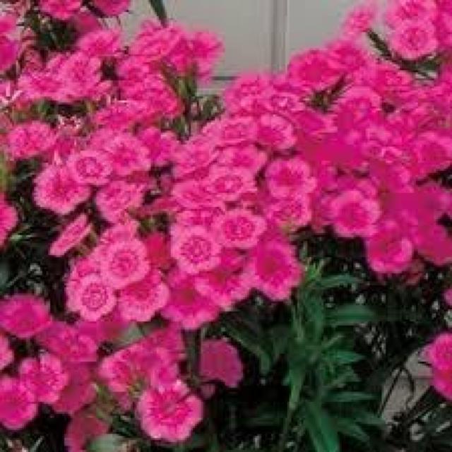有機栽培、21種の花と野菜の種、お試しセット、粗品付きです!安心匿名の全国送料無料です! < ペット/手芸/園芸  有機栽培、21種の花と野菜の種、お試しセット、粗品付きです!安心匿名の全国送料無料です! < ペット/手芸/園芸の