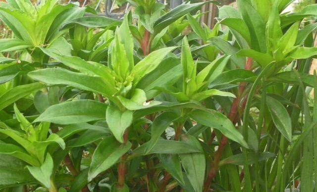 有機栽培、21種の花と野菜の種、お試しセット、粗品付きです!安心匿名の全国送料無料です! < ペット/手芸/園芸  有機栽培、21種の花と野菜の種、お試しセット、粗品付きです!安心匿名の全国送料無料です! < ペット/手芸/園芸の