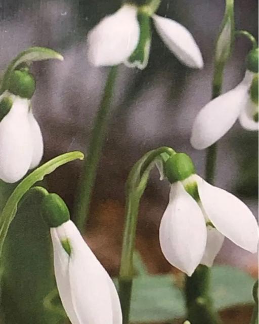 【ラスト1点】Anemone and snow drop 球根セット < ペット/手芸/園芸 【ラスト1点】Anemone and snow drop 球根セット < ペット/手芸/園芸の