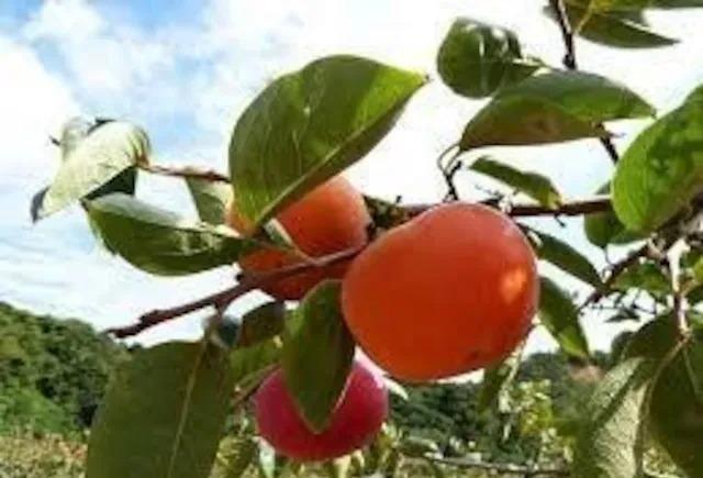 高級、甘柿と梅の木と、21種の花と野菜の種お試しセットです。安心匿名の全国送料無料です\(^o^)/ < ペット/手芸/園芸  高級、甘柿と梅の木と、21種の花と野菜の種お試しセットです。安心匿名の全国送料無料です\(^o^)/  < ペット/手芸/園芸の