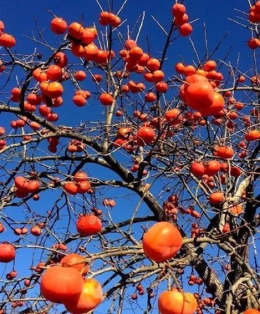 高級、甘柿と梅の木と、21種の花と野菜の種お試しセットです。安心匿名の全国送料無料です\(^o^)/ < ペット/手芸/園芸  高級、甘柿と梅の木と、21種の花と野菜の種お試しセットです。安心匿名の全国送料無料です\(^o^)/ < ペット/手芸/園芸の