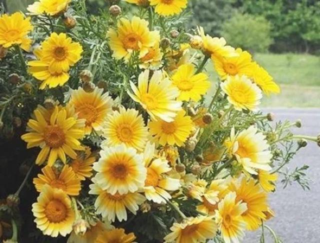 高級、甘柿と梅の木と、21種の花と野菜の種お試しセットです。安心匿名の全国送料無料です\(^o^)/ < ペット/手芸/園芸  高級、甘柿と梅の木と、21種の花と野菜の種お試しセットです。安心匿名の全国送料無料です\(^o^)/ < ペット/手芸/園芸の