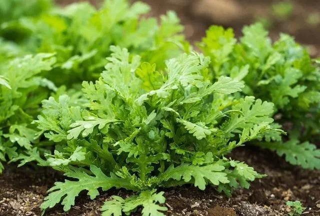 高級、甘柿と梅の木と、21種の花と野菜の種お試しセットです。安心匿名の全国送料無料です\(^o^)/ < ペット/手芸/園芸  高級、甘柿と梅の木と、21種の花と野菜の種お試しセットです。安心匿名の全国送料無料です\(^o^)/ < ペット/手芸/園芸の