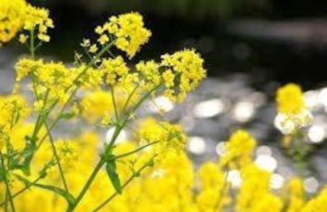 高級、甘柿と梅の木と、21種の花と野菜の種お試しセットです。安心匿名の全国送料無料です\(^o^)/ < ペット/手芸/園芸  高級、甘柿と梅の木と、21種の花と野菜の種お試しセットです。安心匿名の全国送料無料です\(^o^)/ < ペット/手芸/園芸の