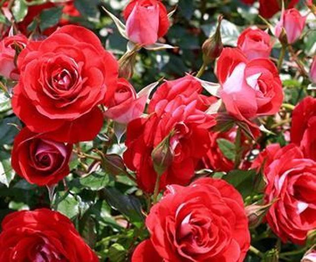 高級、甘柿と梅の木と、21種の花と野菜の種お試しセットです。安心匿名の全国送料無料です\(^o^)/ < ペット/手芸/園芸  高級、甘柿と梅の木と、21種の花と野菜の種お試しセットです。安心匿名の全国送料無料です\(^o^)/ < ペット/手芸/園芸の