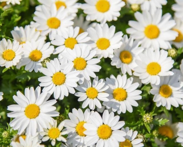 高級、甘柿と梅の木と、21種の花と野菜の種お試しセットです。安心匿名の全国送料無料です\(^o^)/ < ペット/手芸/園芸  高級、甘柿と梅の木と、21種の花と野菜の種お試しセットです。安心匿名の全国送料無料です\(^o^)/ < ペット/手芸/園芸の