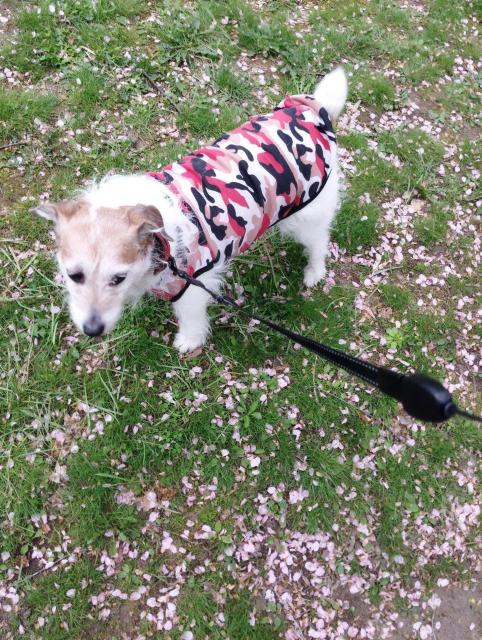 犬服 迷彩柄の赤系、青系、緑系各3色 XSとSあり < ペット/手芸/園芸  犬服 迷彩柄の赤系、青系、緑系各3色 XSとSあり < ペット/手芸/園芸の
