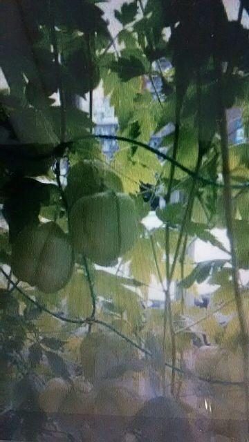 ẴJ[e D 50  ybg/|/| 