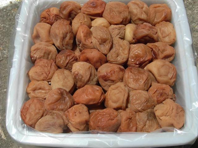 ���K�i�O���I�B�̓썂�~�@�~�������P�L��(�����EM�EL�T�C�Y)�����菝�E�j��L�聚 �� �O����/�h�����N�� 