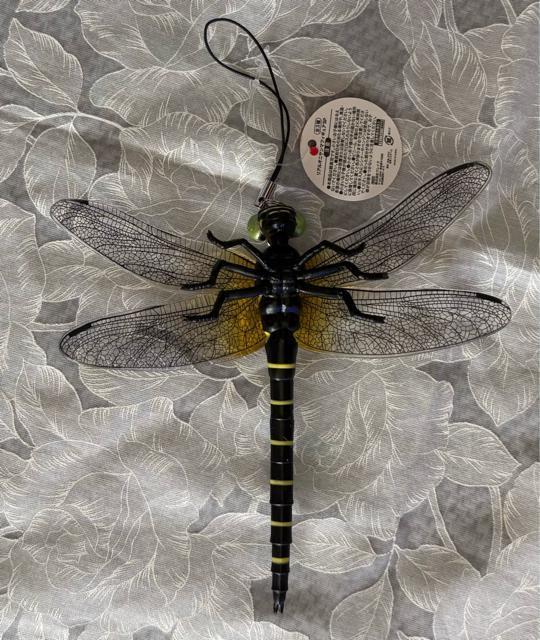 �yTAITO����z���A���I�j�����} �t�B�M���A �� �z�r�[�� 