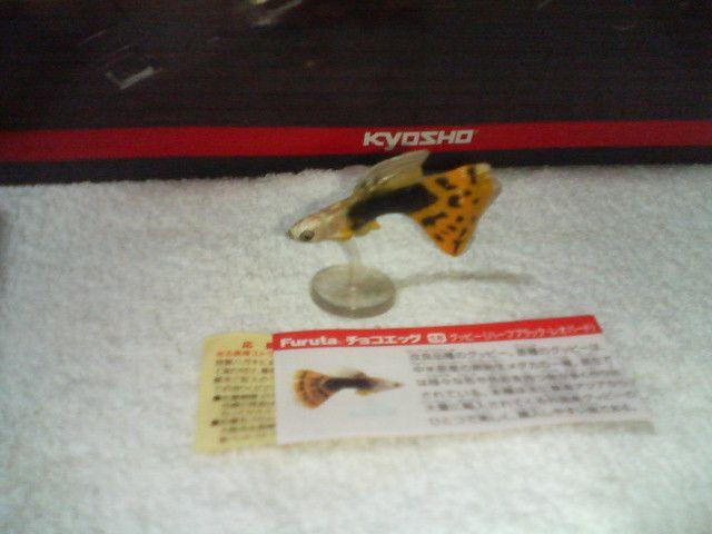 フルタ 動物新ペット グッピー ハーフブラック レオパード < ホビー フルタ 動物新ペット グッピー ハーフブラック レオパード < ホビーの