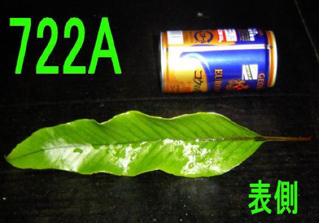 切り葉・ヒトツバ・50枚+オニシダ・50枚セット < ペット/手芸/園芸  切り葉・ヒトツバ・50枚+オニシダ・50枚セット  < ペット/手芸/園芸の