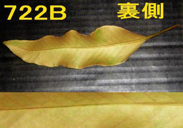 切り葉・ヒトツバ・50枚+オニシダ・50枚セット < ペット/手芸/園芸  切り葉・ヒトツバ・50枚+オニシダ・50枚セット < ペット/手芸/園芸の
