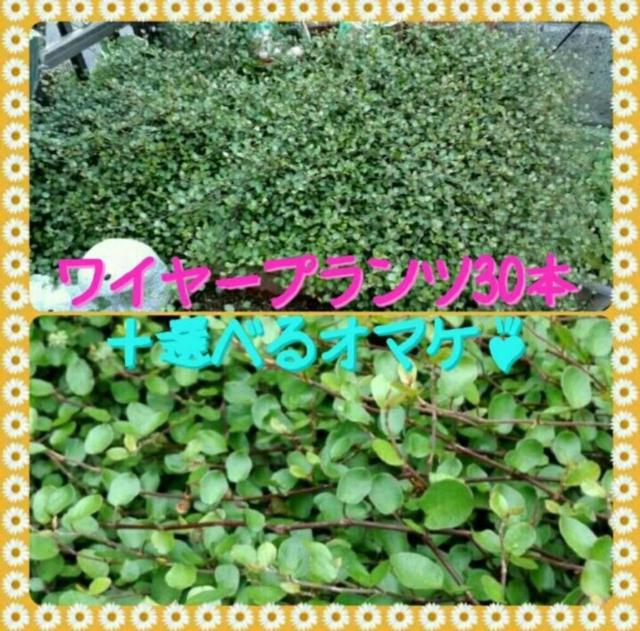 C[vc 30{ }p̎}{I}PtI   ybg/|/| 