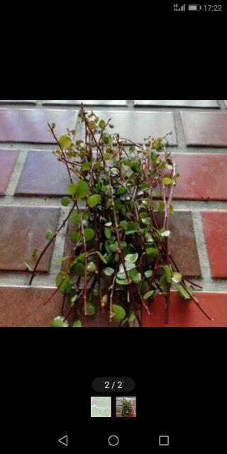 C[vc 30{ }p̎}{I}PtI  ybg/|/| 