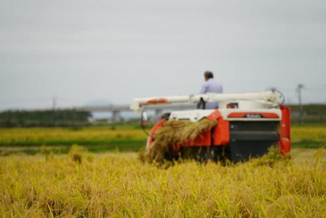 2025�N�{�錧�Y�u�ЂƂ߂ڂ�v���ā@10�s �� �O����/�h�����N�� 