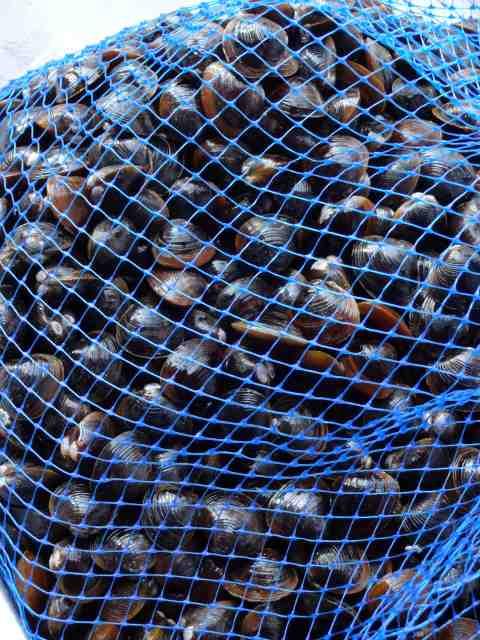 lC**@ΎY@Ⓚ݁@PL   O/hN 