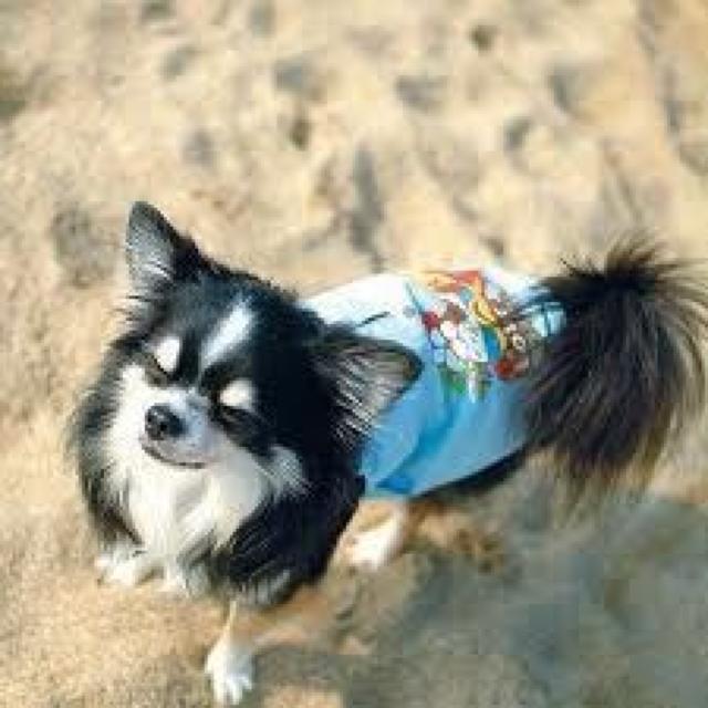 Simplers AnL~\[ S u[Vi `3kg  ybg/|/| 