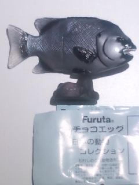 ◆イシダイ♂(チョコエッグ)◆日本の動物コレクション/フルタ/海洋堂 < ホビー  ◆イシダイ♂(チョコエッグ)◆日本の動物コレクション/フルタ/海洋堂 < ホビーの