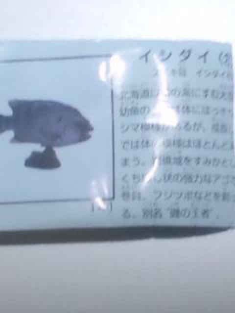 ◆イシダイ♂(チョコエッグ)◆日本の動物コレクション/フルタ/海洋堂 < ホビー  ◆イシダイ♂(チョコエッグ)◆日本の動物コレクション/フルタ/海洋堂 < ホビーの