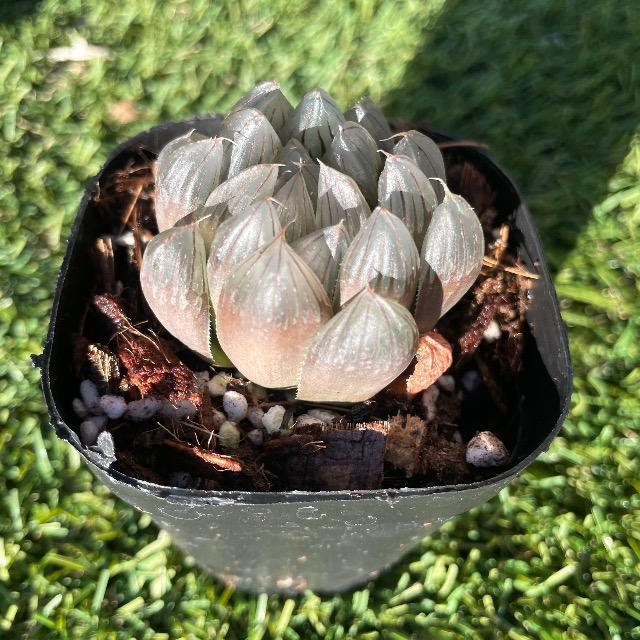 nI`A Iuc[T nIVA  c Dt Iuc[T B  ybg/|/| 