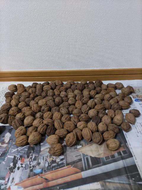 長野県産胡桃クルミ1kg < ペット/手芸/園芸  長野県産胡桃クルミ1kg  < ペット/手芸/園芸の