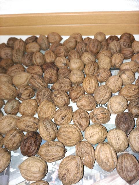 長野県産胡桃クルミ1kg < ペット/手芸/園芸  長野県産胡桃クルミ1kg < ペット/手芸/園芸の