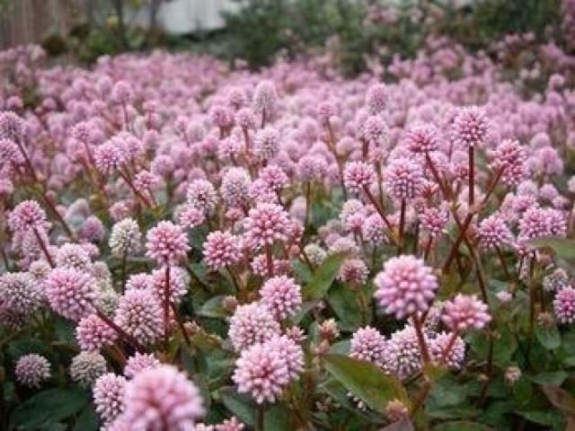 stqc\o (P) q y 100 z  ybg/|/| 