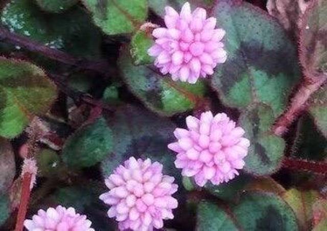 stqc\o (P) q y 100 z  ybg/|/| 