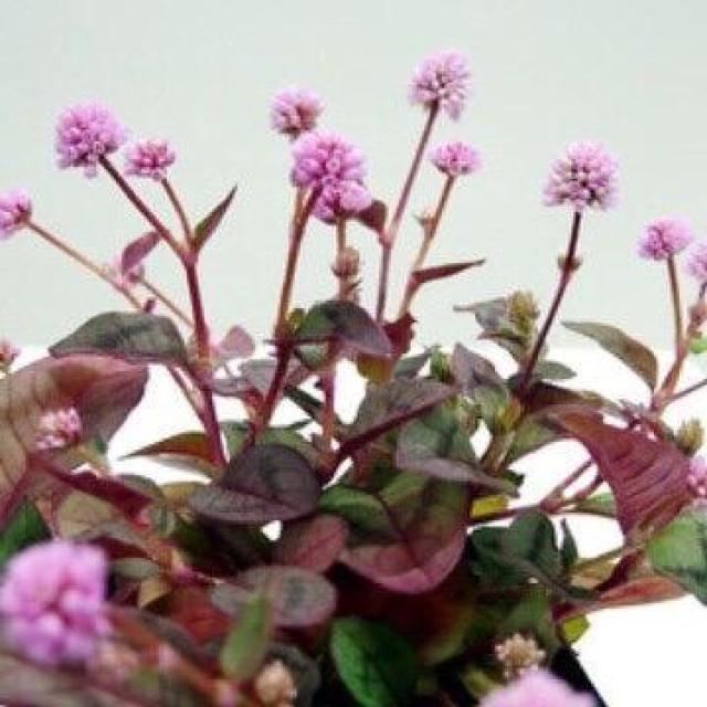 stqc\o (P) q y 100 z  ybg/|/| 