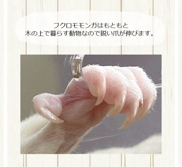 フクロモモンガの爪とぎバー バット型 オリジナル 爪切り補助 爪ヤスリ効果 < ペット/手芸/園芸 フクロモモンガの爪とぎバー バット型 オリジナル 爪切り補助 爪ヤスリ効果 < ペット/手芸/園芸の