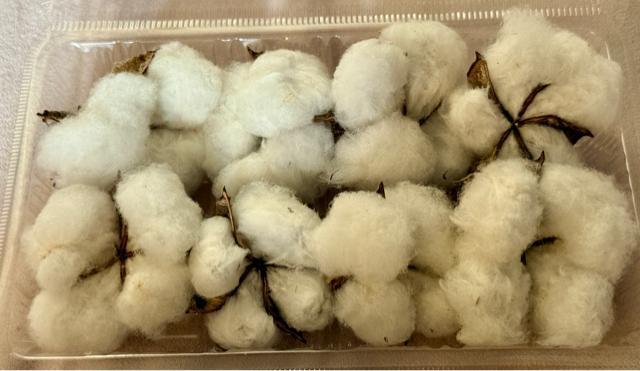 �ȉ� �R�b�g���t�����[ �� 6�� �z���C�g�R�b�g���̃h���C�t�����[�@��t��  �� �y�b�g/��|/���|�� 