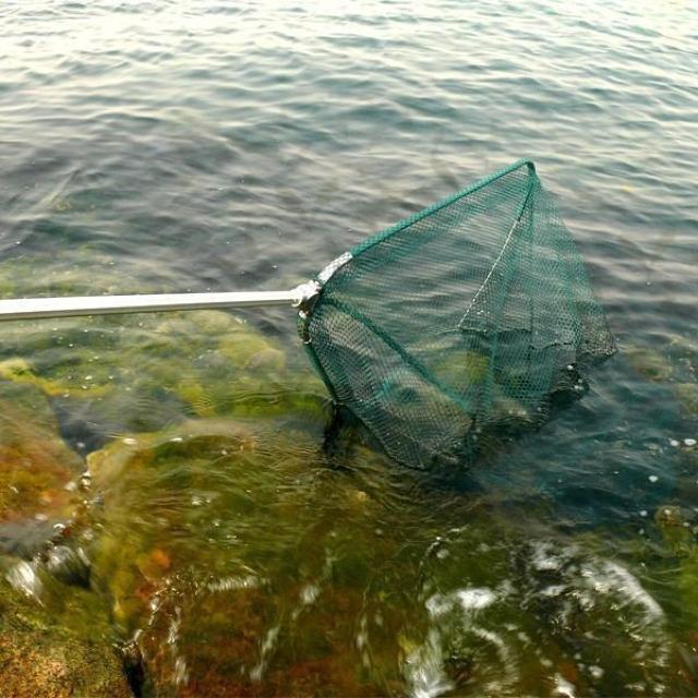 タモ網 超大型 玉網 魚捕り 全長285cm ロングサイズ 伸縮 < レジャー/スポーツ タモ網 超大型 玉網 魚捕り 全長285cm ロングサイズ 伸縮 < レジャー/スポーツの