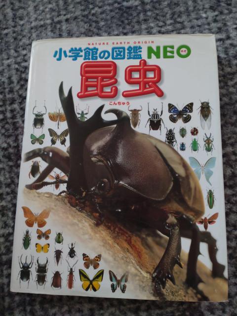 図鑑 NEO  昆虫  中古 送料込商品 値下げ < 本/雑誌  図鑑 NEO  昆虫  中古 送料込商品 値下げ  < 本/雑誌の