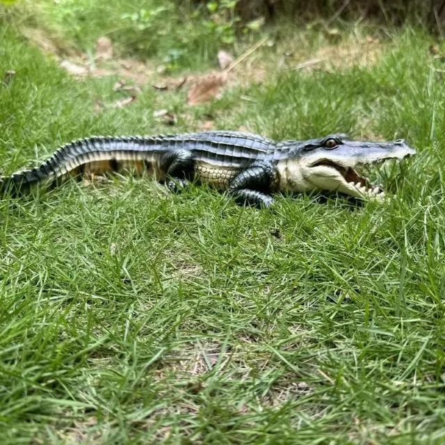 爆ヤス価格2990円★13インチのリアルなワニの置物 - 庭、パティオ用の樹脂製動物の装飾 - 屋内と屋外の使用、電気不要 < ホビー 爆ヤス価格2990円★13インチのリアルなワニの置物 - 庭、パティオ用の樹脂製動物の装飾 - 屋内と屋外の使用、電気不要 < ホビーの