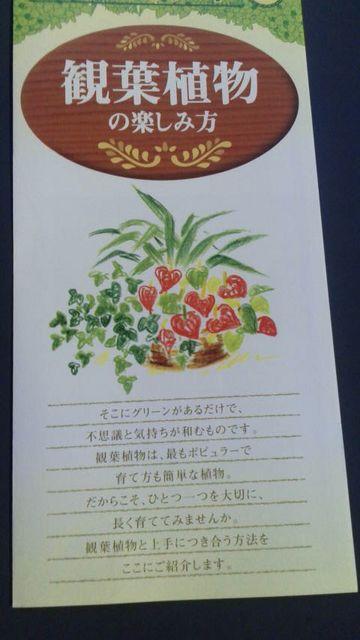 ガーデニング、観葉植物の楽しみ方冊子 < ペット/手芸/園芸  ガーデニング、観葉植物の楽しみ方冊子  < ペット/手芸/園芸の